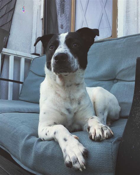 Melina dog name - meaning, origin, personality and popularity | Sniffspot