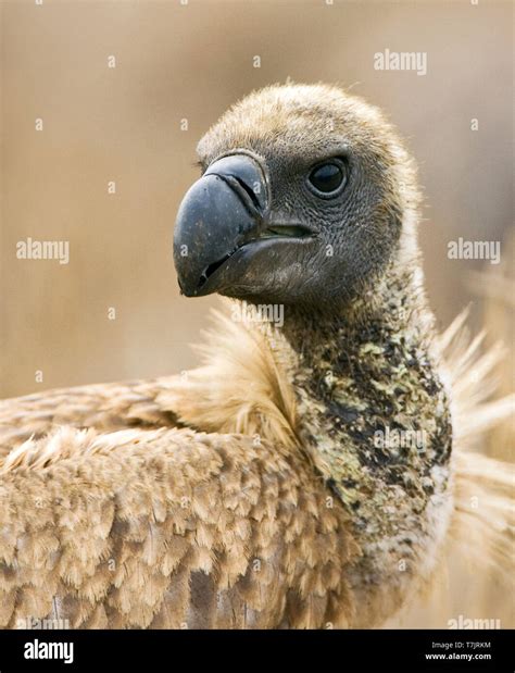 Portrait of a Critically Endangered African White-backed Vulture (Gyps africanus) at a Lion kill ...