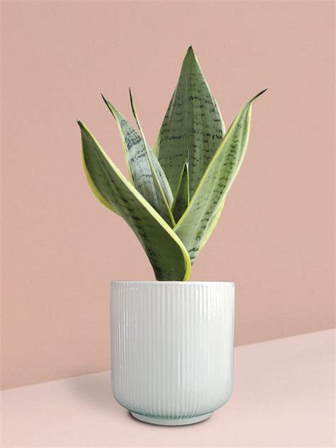 Plants In Ceramic Pots – Page 2 – Greenkin