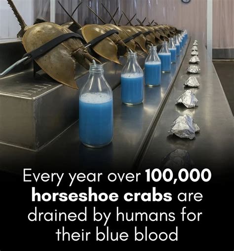 Horseshoe crab blood is a miracle vaccine ingredient that's saved ...