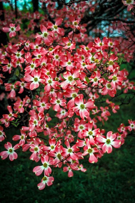 Cherokee Chief Dogwood Tree | Dogwood trees, Red dogwood, Flowering trees