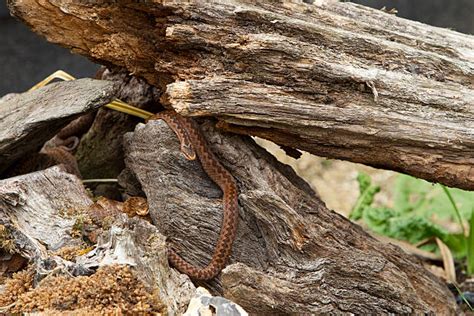 Image result for Nest List Python