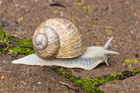 Snail And Shell
