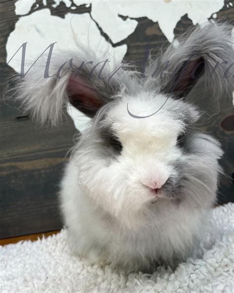 Baby English Angora Rabbit