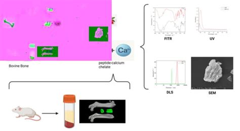 Preparation, Structural Characterization, and Calcium Supplementation ...