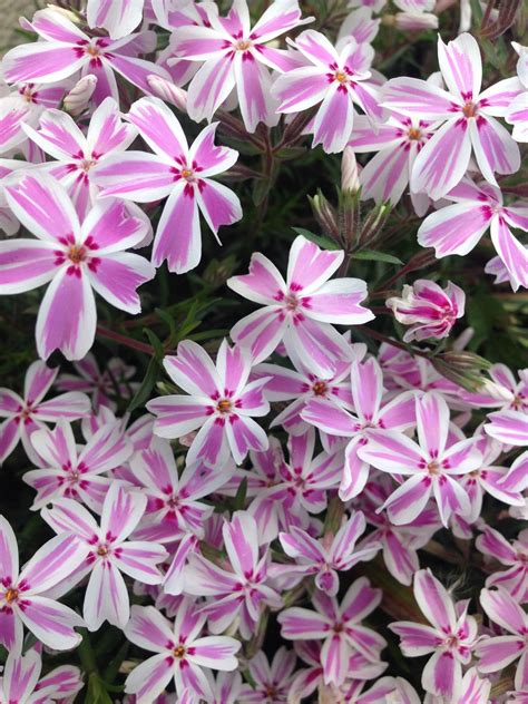Candy stripe creeping phlox - spring flowers - krybende phlox bolsje ...