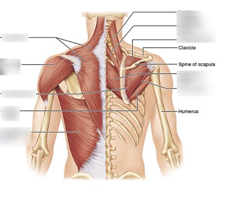 Image result for Back Muscle Chart