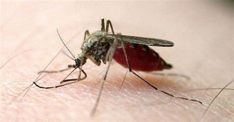 蚊子是什么动物类型 它由哪些特别的生活习性_探秘志