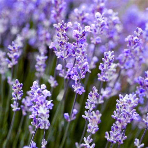 Lavender Plant Images