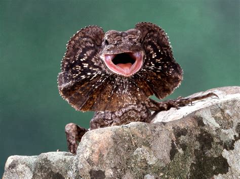 Download Lizard Animal Frilled-neck Lizard Wallpaper