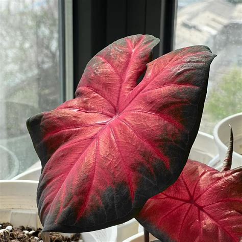 Amazon.com : SEBIOLA Caladium Seeds 300 Count – Striking Black-Edged ...