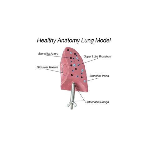 YILIANHUA Smoker Lung Model+Healthy Lung Model, A 1:1 Life India | Ubuy