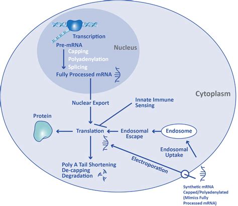 What Is The Function Of The Mrna 5 Cap In Protein Synthesis at Dane ...
