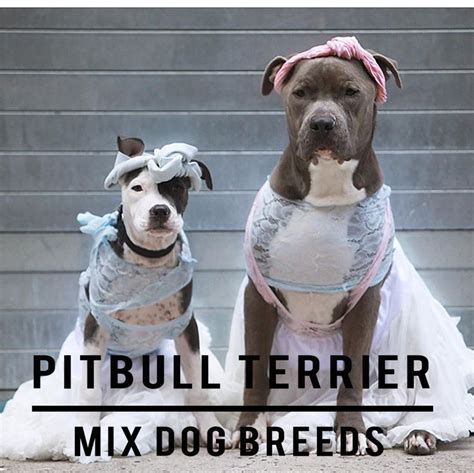 15 Pitbull Terrier Mix Dog Breeds - HubPages
