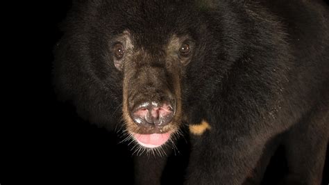 You Language Definition