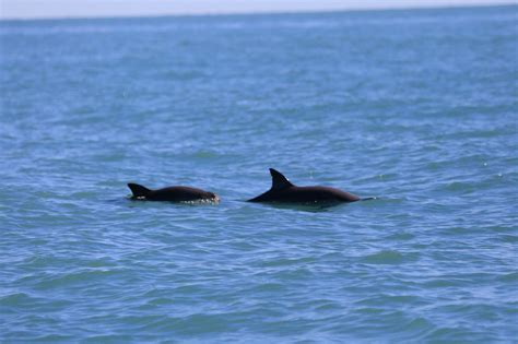 Scientists Catch Rare Glimpses of the Endangered Vaquita - The New York Times - vaquita are they endangered