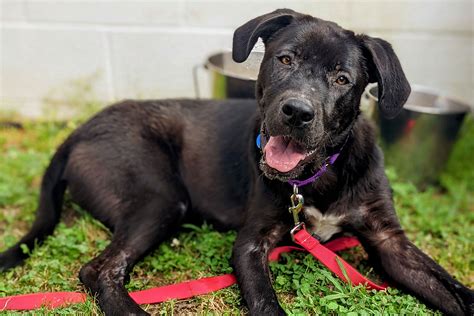 Boxer Lab Mix Puppy Black at Vicki Howes blog
