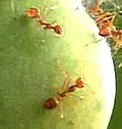 TNAU Agritech Portal :: Crop Protection