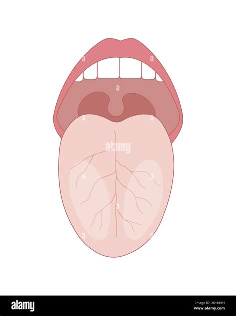 Taste Buds On Tongue Inflamed