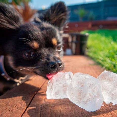Is It Healthy For Dogs To Eat Ice Cubes at Betty Love blog