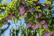 fiori di bach cherry plum cherry plum fiori di bach le propriet 224 fiore ohga fiori di bach cherry plum cherry plum fiori di bach le propriet 224 fiore ohga