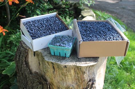 Wild Maine Blueberries 1 lb (Frozen) - Graffam Bros Seafood
