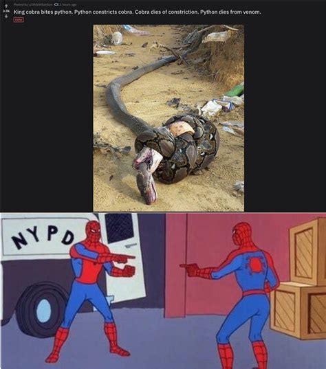 "King cobra bites python. Python constricts cobra. Cobra dies of constriction. Python dies from ...