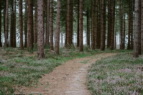 Image result for Clean Forest Command Minecraft Java