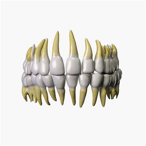 Anatomical atlas of the human skull 3d model