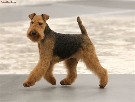 Airedale Terrier - Puppies, Rescue, Pictures, Information, Temperament ...