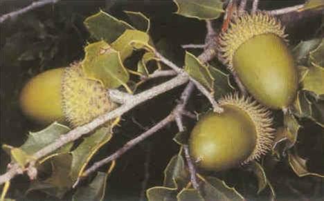 Distribussion ëd Gauss - Wikipedia an piemontèis, l'enciclopedìa lìbera e a gràtis