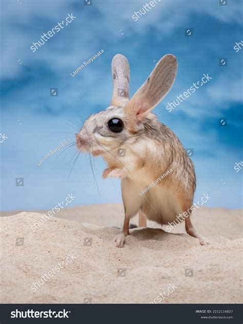 Long Eared Jerboa Spotlight On Mongolian Animals | Nature