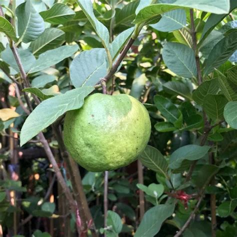 Top 10 Fruit Plants to Transform Your Garden into a Fruit Paradise ...