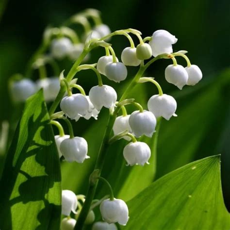 Buy Lily of The Valley Bulbs for Planting 12 White Lily Flower Bulbs ...