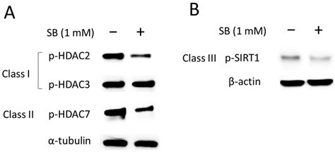 Fluoride Alters Gene Expression via Histone H3K27 Acetylation in ...