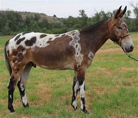 Warren's Mule Training Center - Mules For Sale | Horses | Horses ...