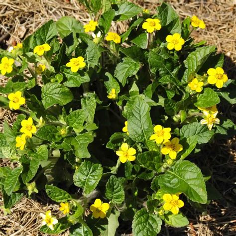Green and Gold Plants for Sale Online | Growing Wild Nursery