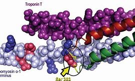 Tropomyosin 的图像结果