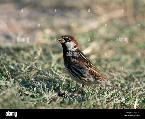 Spanish Sparrow (Passer hispaniolensis). Male standing in grass. Greece ...