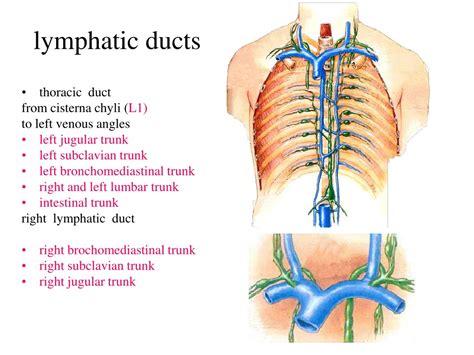 PPT - Understanding the Lymphatic System: Functions and Structure PowerPoint Presentation - ID ...