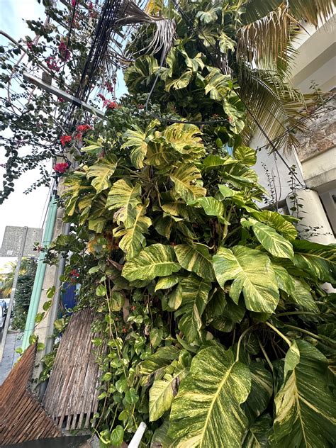 ID please I found these gorgeous enormous leaves in Mexico. Can someone ...