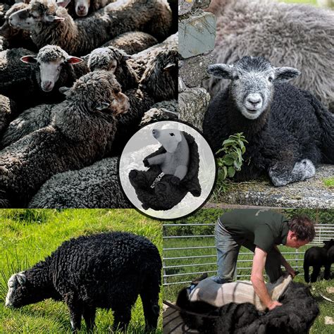 AGRIMONY Cute Shaved Sheep Stuffed Animals,Small India | Ubuy