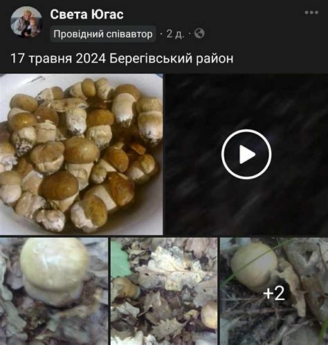Закарпатцы ночью бегут в лес: какие находки они там ищут с фонарями ...