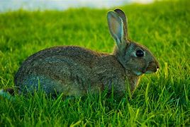 Image result for Oriental Bunny