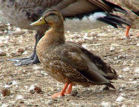What Is A Duck Genus at Ruby Lay blog