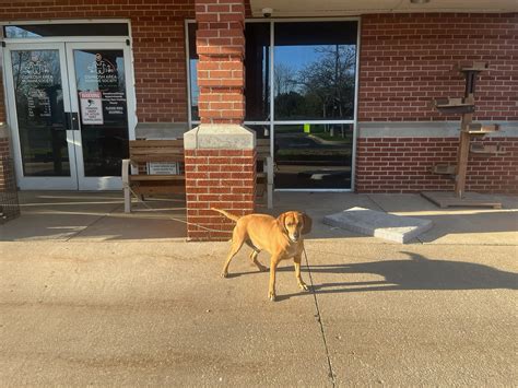 10 cats abandoned, Dog left tied to bench in front of Oshkosh Humane ...