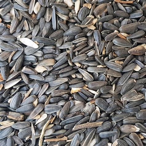 Sunflower Seeds For Birds Gif