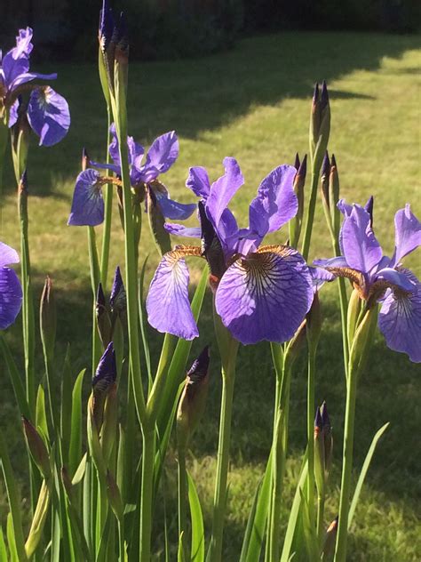 Iris sibirica | Garden, Shrubs, Plants