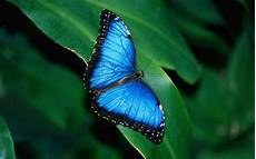 Wallpaper Butterfly Images by Blue Butterfly Wallpapers Wallpaper Cave Wallpaper Butterfly Images