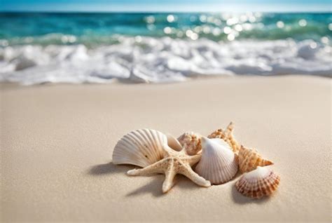 Seashells 的图像结果